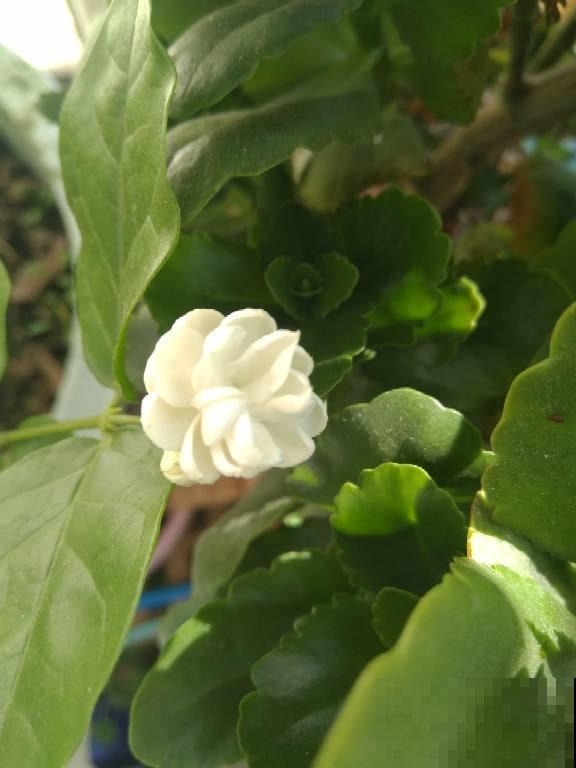 这3种花，冬天别乱折腾，小心最后只剩光秃秃的枝干！