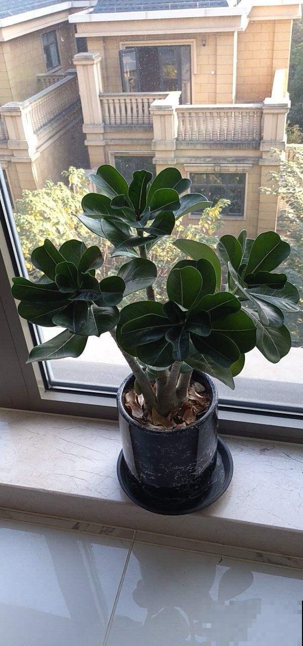 这花特好养，不过要想养出这境界可不容易，看看你家的够格吗？
