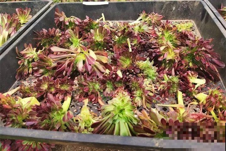多肉越丑越值钱，切碎埋土里，养好能卖好几百！