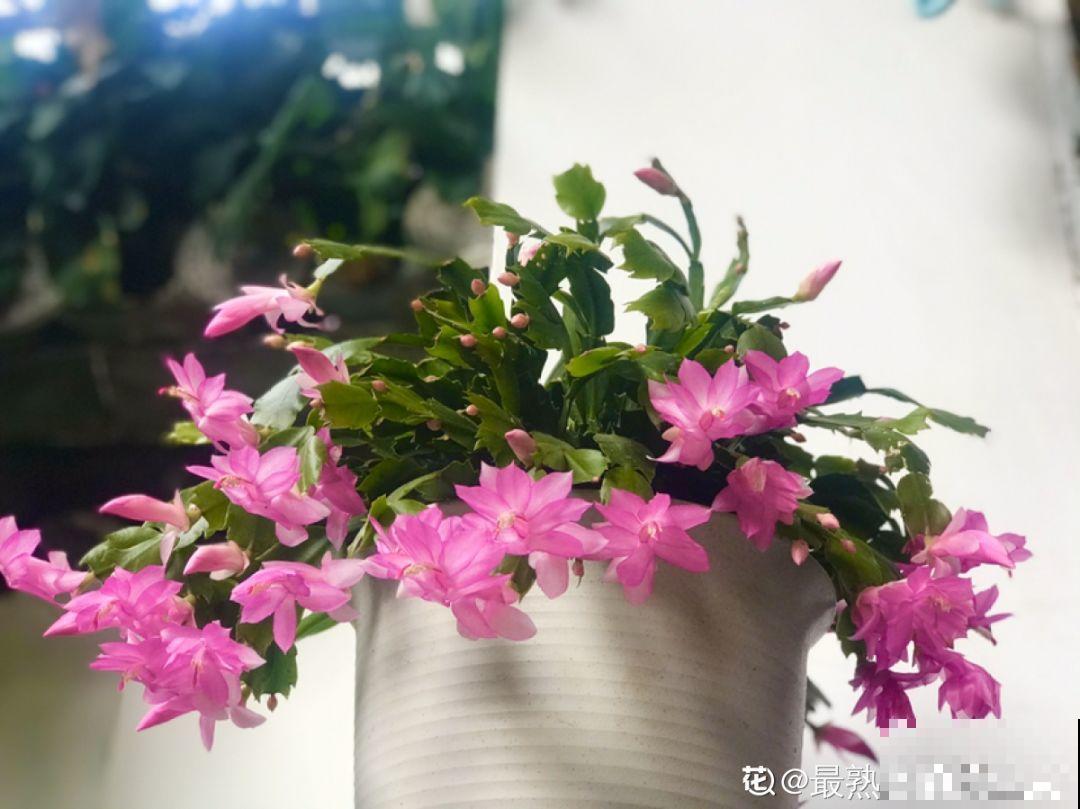 3种花别乱浇水，水越多越不开花，难怪这么多年不见一个花骨朵！