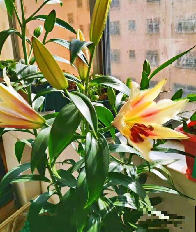 盆栽百合花，放阳台，清新淡雅，香气满满！