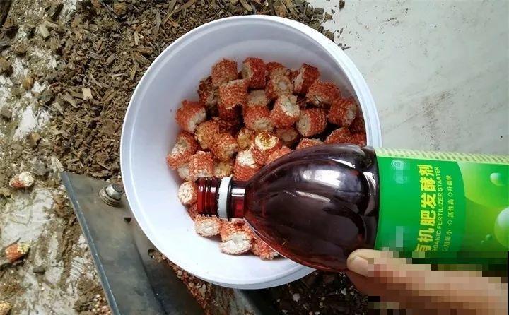 玉米棒子丢盆里，花吃了蹭蹭长，又省下肥料钱了！
