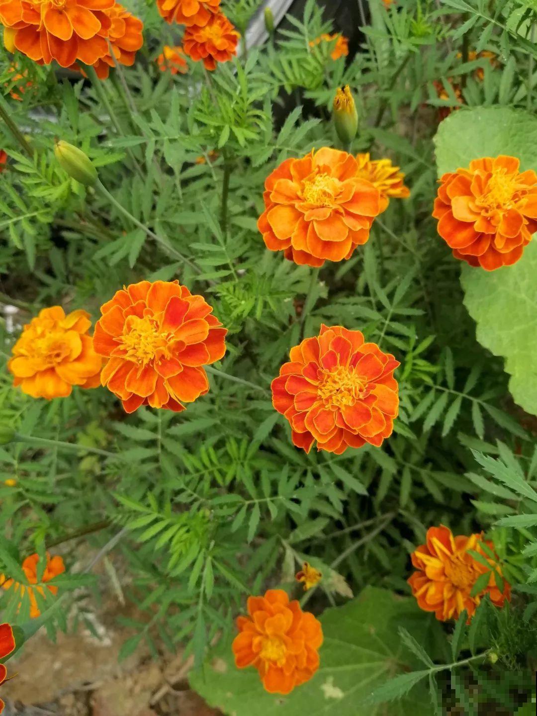 家里养了这花，满屋臭脚丫子味，真想全丢出去
