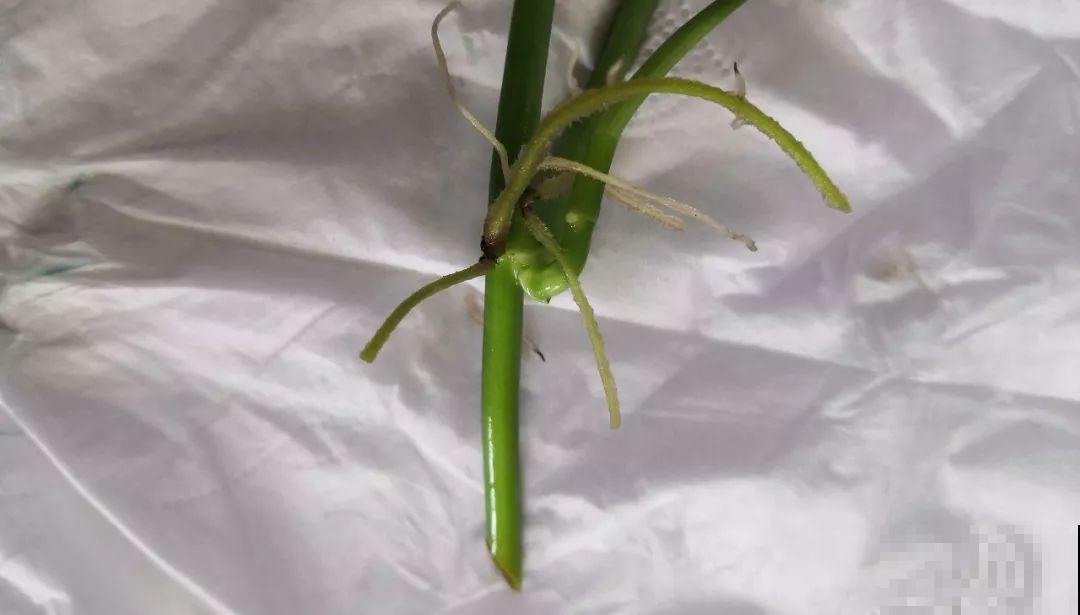 这花就得虐着养，套个袋子捂一捂，揭开立马冒花苞！