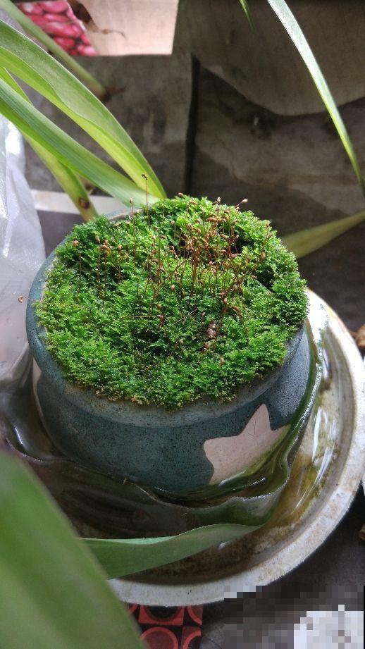 难怪农民伯伯喜欢在家种苔藓植物，提供氧气不说，还能净化空气