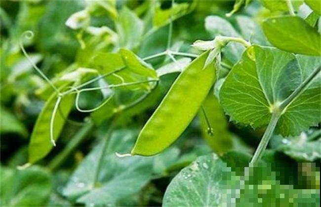 现在还能种豆？是的你没听错，几粒就能种出一大箩筐！