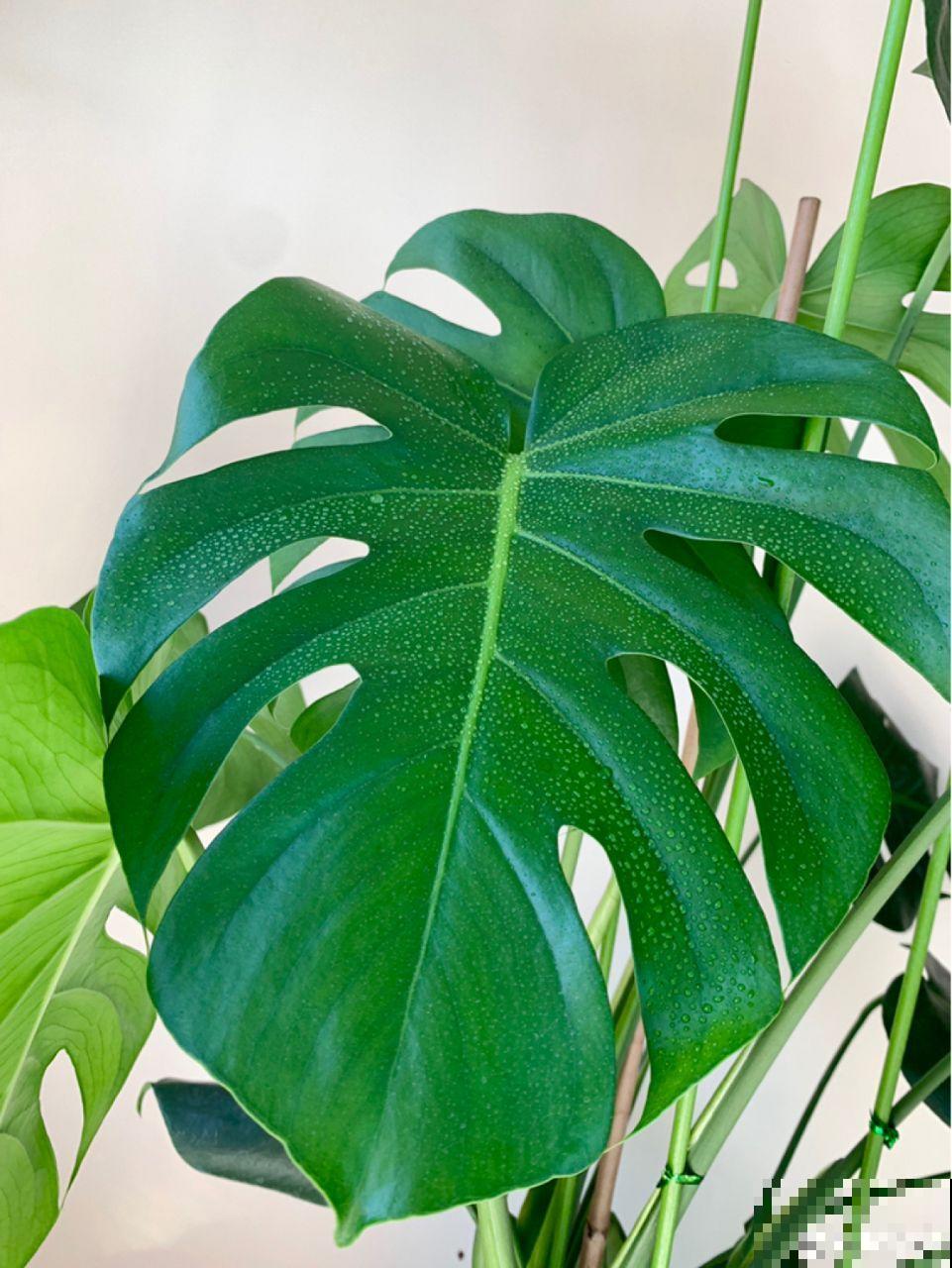 这5种花堪称加湿神器，耐阴又好养，冬天也能呼呼长个！