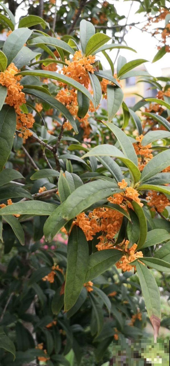 花市老板的那些卖花套路，偷梁换柱，一般花友怎么避免？