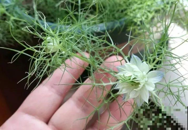 今年最时髦的11种花，摆在客厅有面子，谁见了都夸！