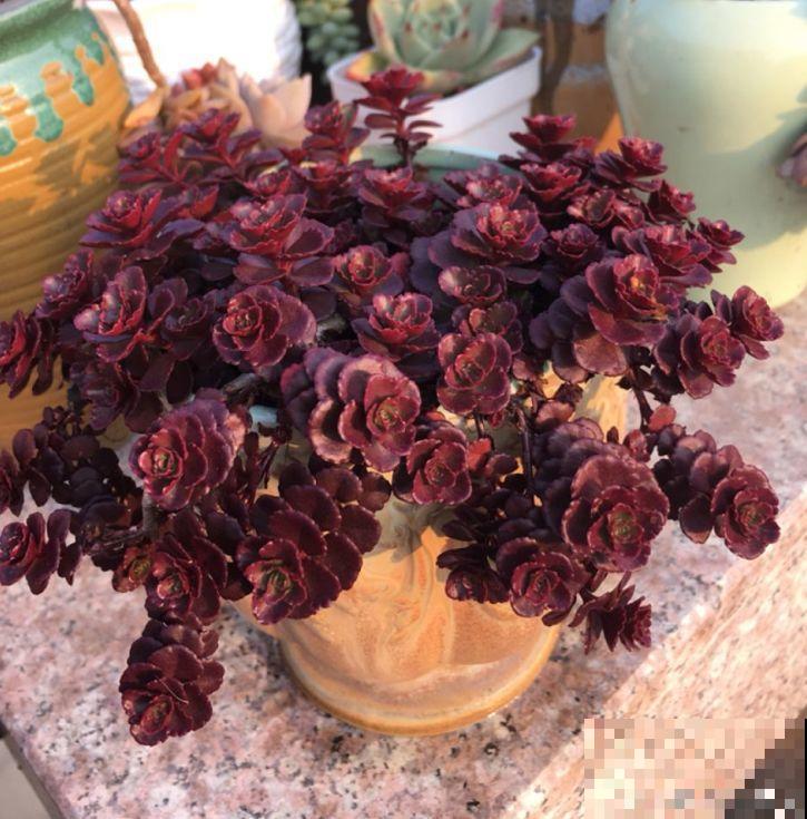 价格便宜颜色粉嫩，这花太值了，赶快入手吧
