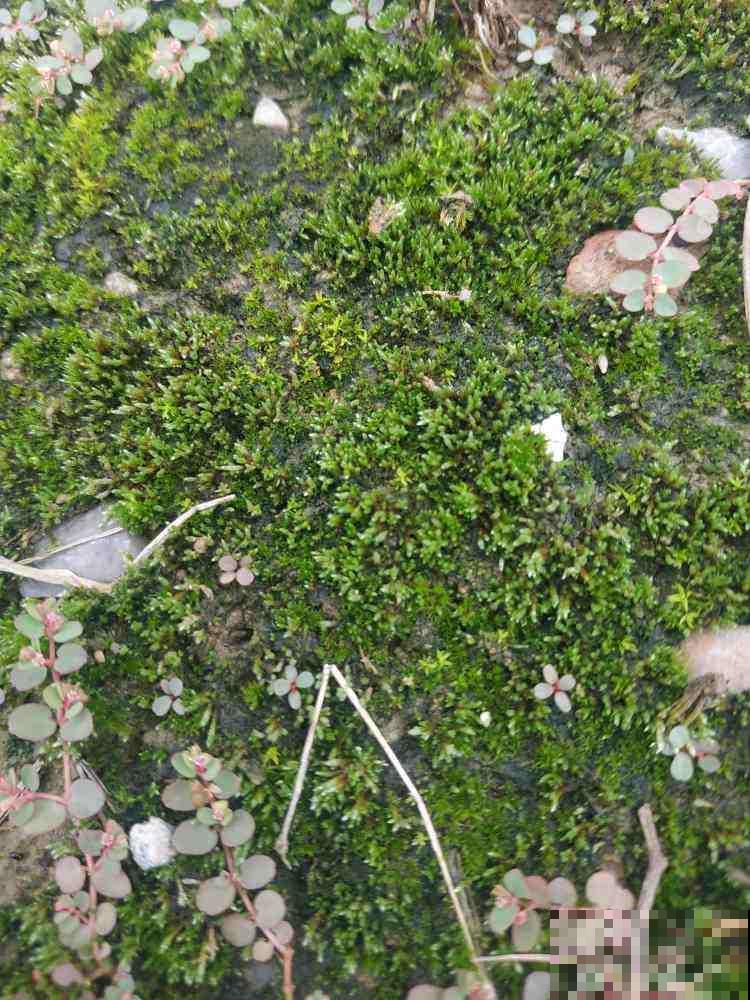 难怪农民伯伯喜欢在家种苔藓植物，提供氧气不说，还能净化空气