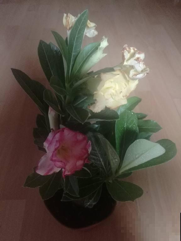 这花比绿萝还好养，开花还很勤快，懒人必备