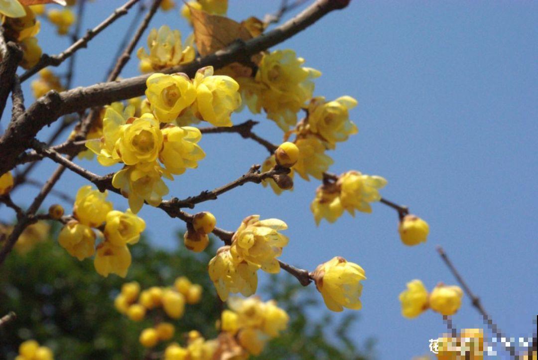超耐寒的6种花，适合种院子里，天冷也能有花看！