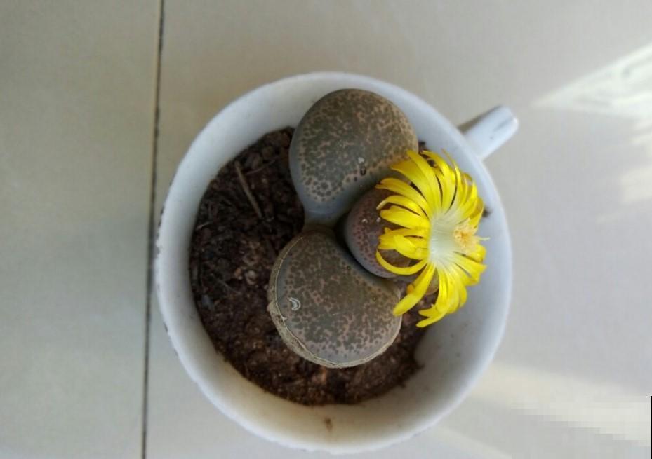原来生石花也能开花，一个一个人小花漂亮，关键还能够收获种子
