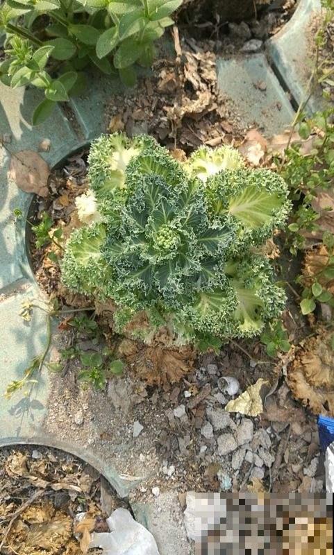 这一棵菜似脸盆大，冰天雪地里照样长，模样美丽堪称冬天一朵花！