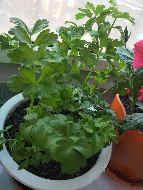 切菜剩下的芹菜根别扔，放花盆里种上，不到一个月就能长出来