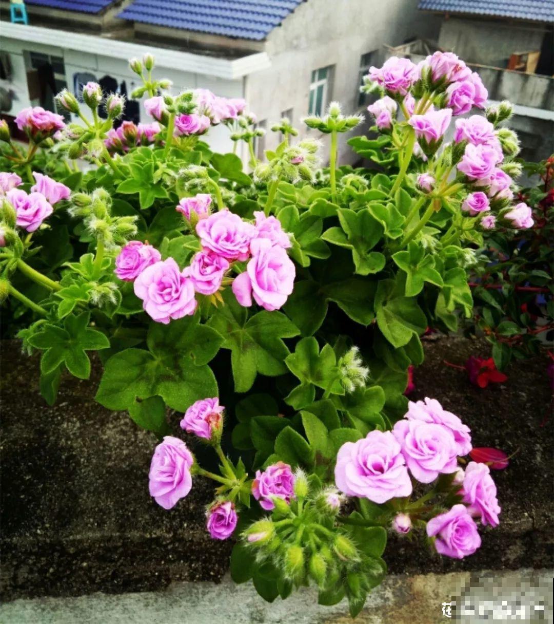 5种花不能长太高，越矮越值钱，一长高就得砍！