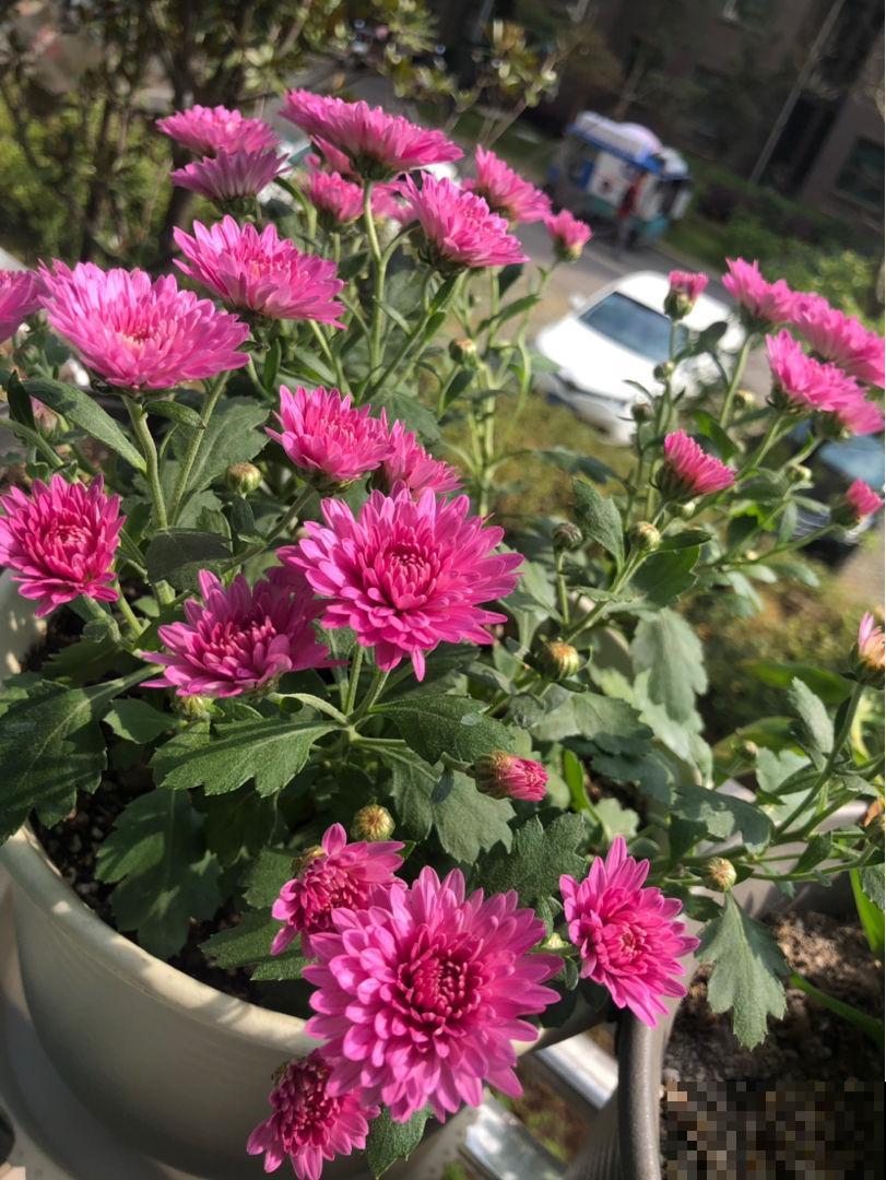 秋天也想花团锦簇？这花一盆就能开爆阳台，再小的盆也能开十几朵