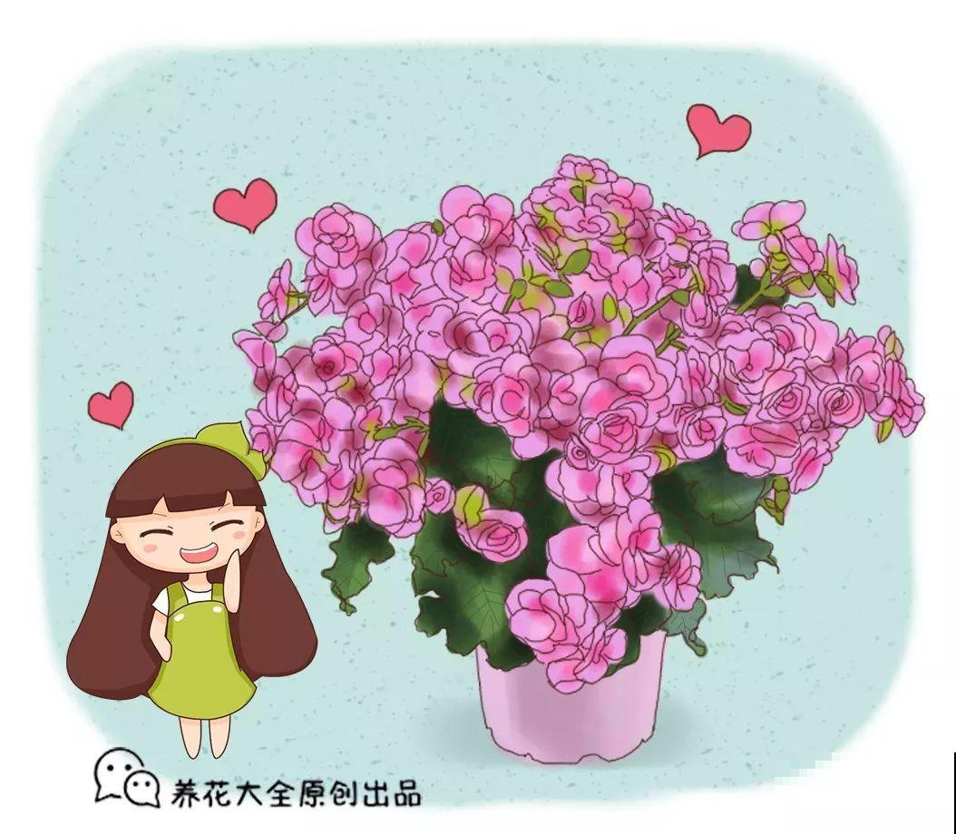 7种转运花，年底在家养一盆，开花就是好兆头！