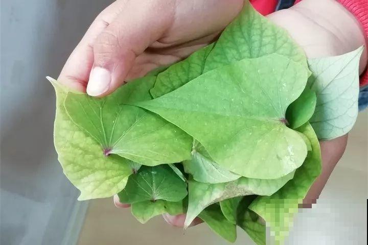 发芽的土豆先别扔，切块埋土里，仨月收获一箩筐！