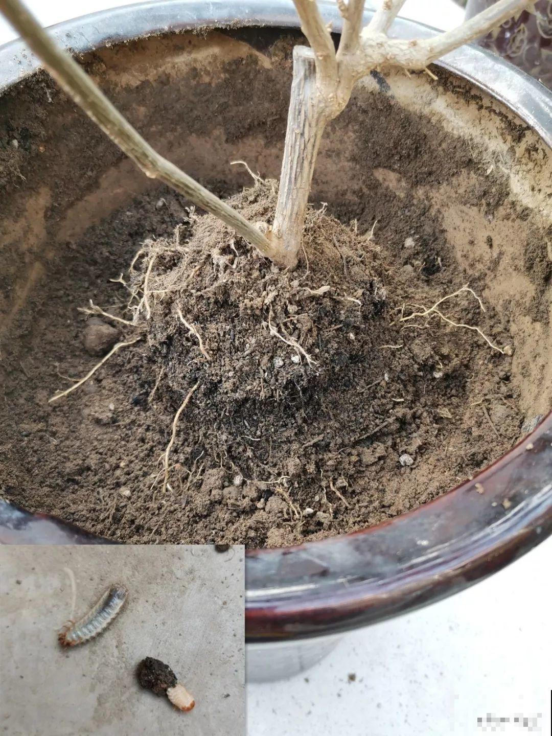 盆里有这3个东西，赶紧换盆换土，不然花越长越差！