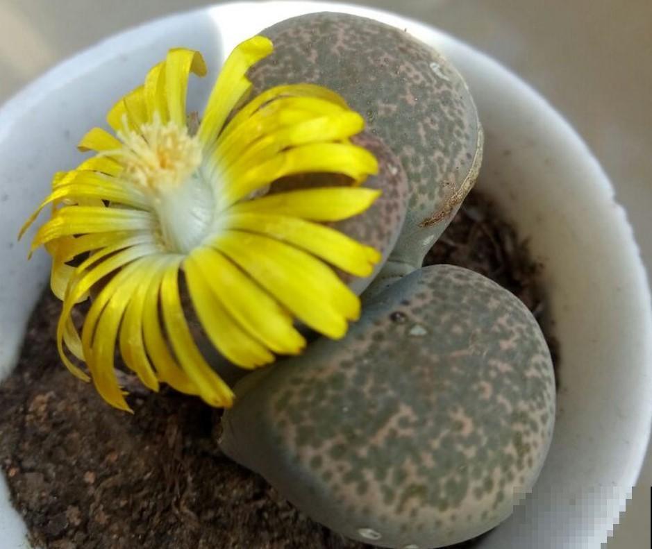 原来生石花也能开花，一个一个人小花漂亮，关键还能够收获种子
