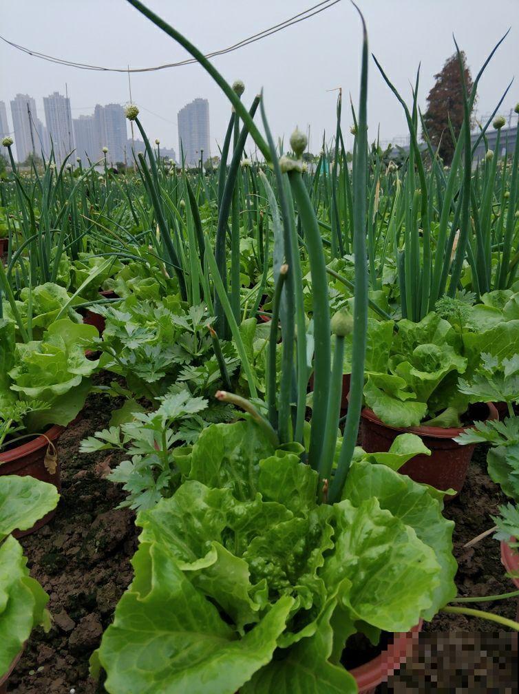 切菜剩下的芹菜根别扔，放花盆里种上，不到一个月就能长出来