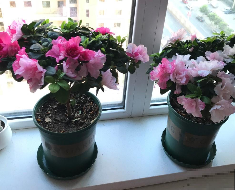 北方就得这么养，杜鹃花越养越好，爆开60朵花！