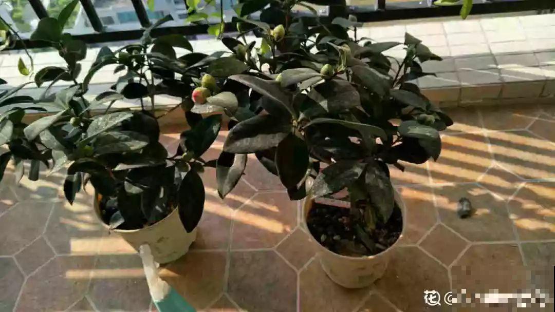 这花公认难养，冬天别急着搬屋里，小心花苞掉一地！