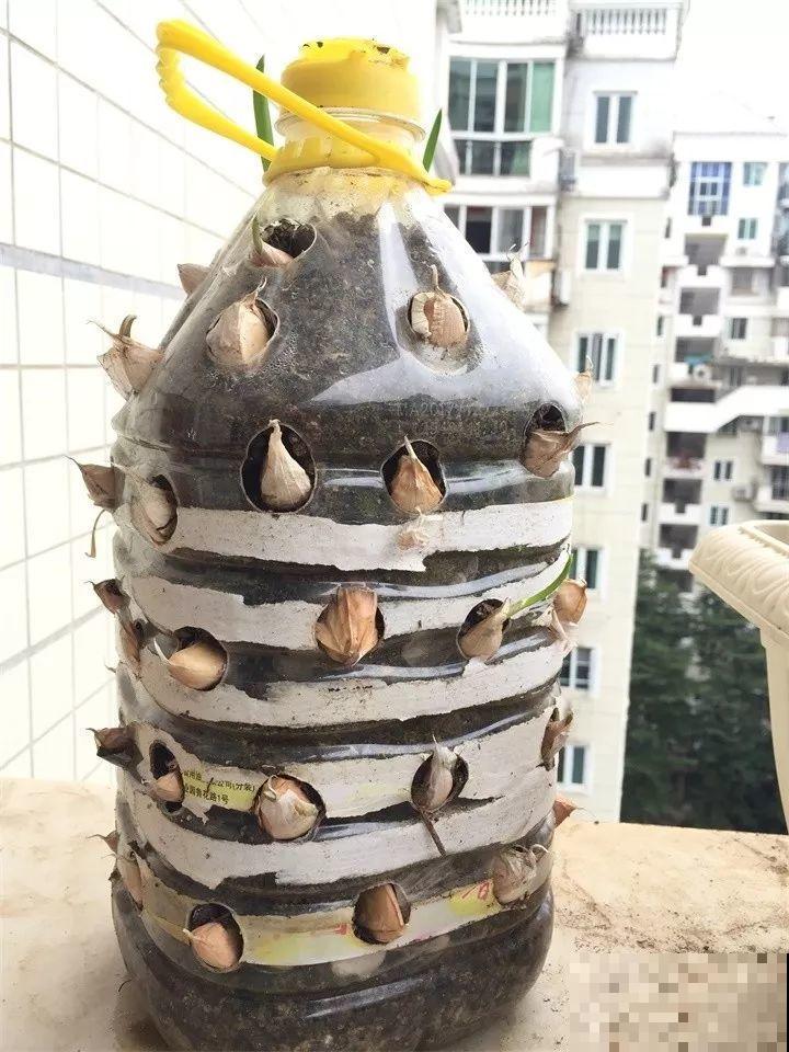 旧筷子先别扔，这样绑一绑，拿来养花有大用处！
