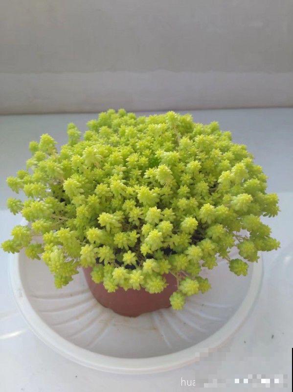 10种招财花，越养越气派，家里有一盆好运连连！