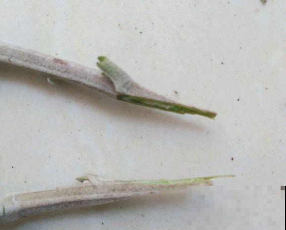 一棵菊花开出十个色，究竟是怎么做到的？原来是它起了大作用！