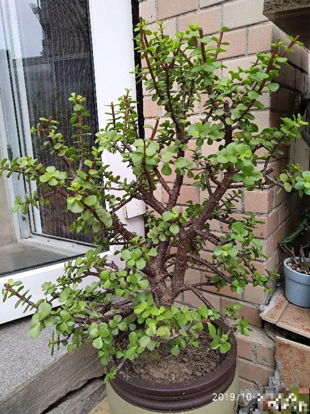 2块钱的多肉苗，随便养养，1个月长成老桩！