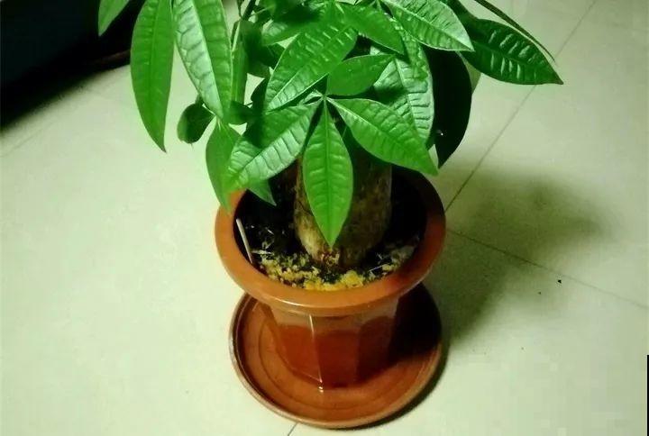 30种花冬天浇水技巧，根不烂，来年春天猛蹿新叶！