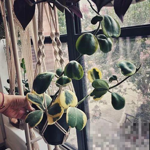 她的家里摆满了花，非但不乱还美得像花园，朋友来了不想走！