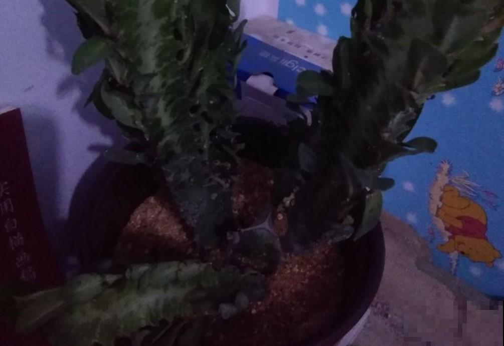 这花长的真丑，寓意却好，你会在家摆一盆吗