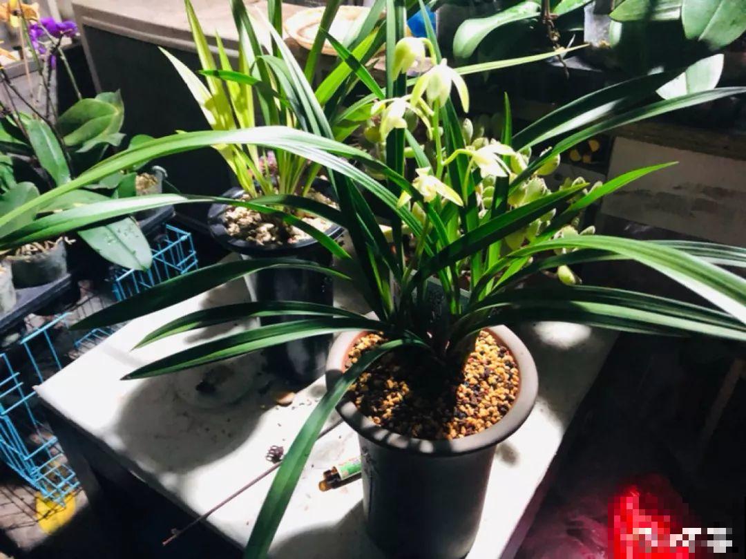 兰花最全养护要点，一年四季绿油油，开花还能香满屋！