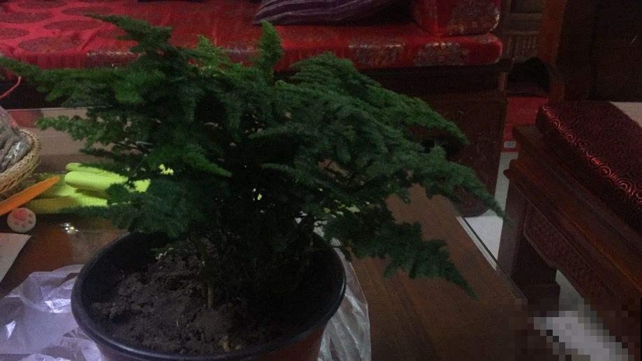 文竹徒成麻杆，是品种没选对，再也不用眼馋别人家的矮壮文竹了