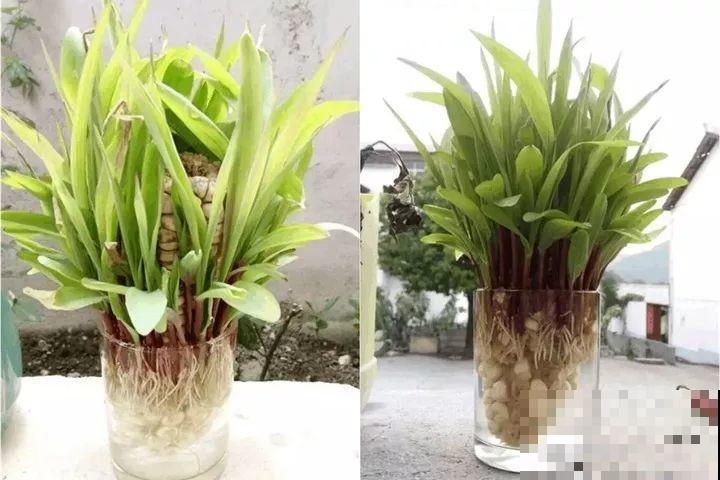 这花长得2米高，拎出来一看，结出30个小芋头！