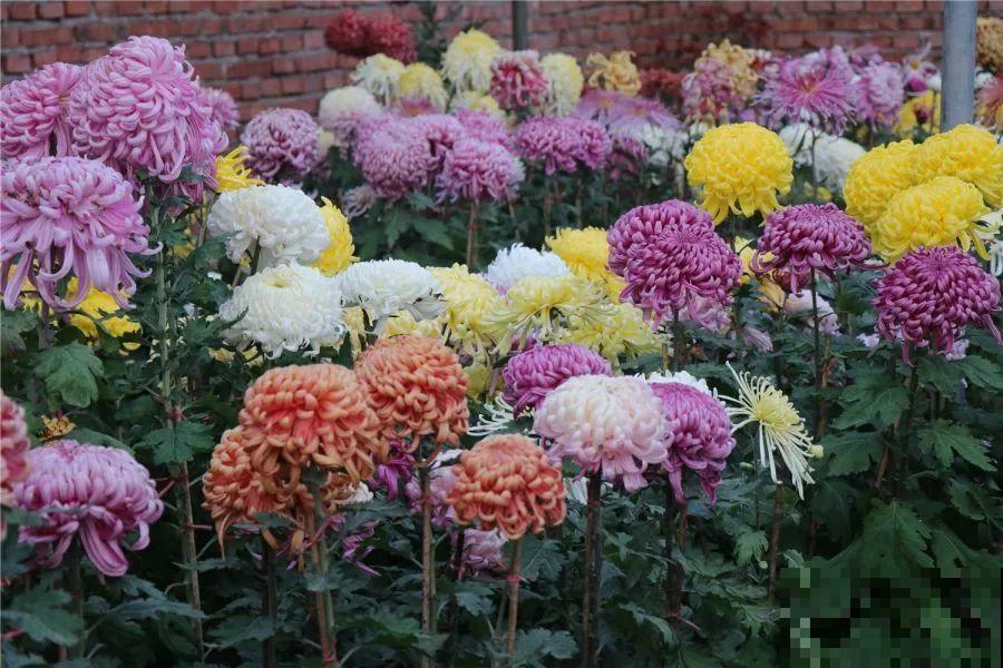 秋天最美、最耐寒的花，开花遍地金黄，看一眼就挪不动地！