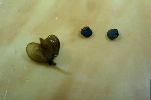 秋冬这花会结种，摘一把撒土里，呼呼长一片，能卖不少钱