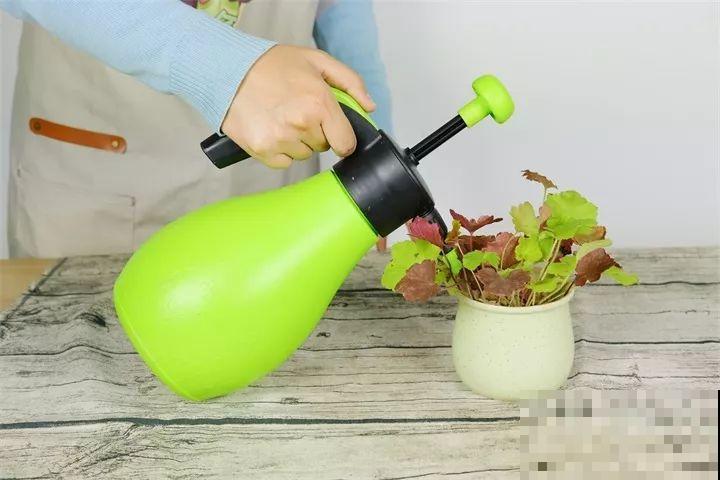 30种花冬天浇水技巧，根不烂，来年春天猛蹿新叶！