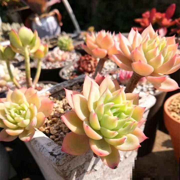 秋冬养了这种花，只要给它晒太阳，不用施肥都长胖！