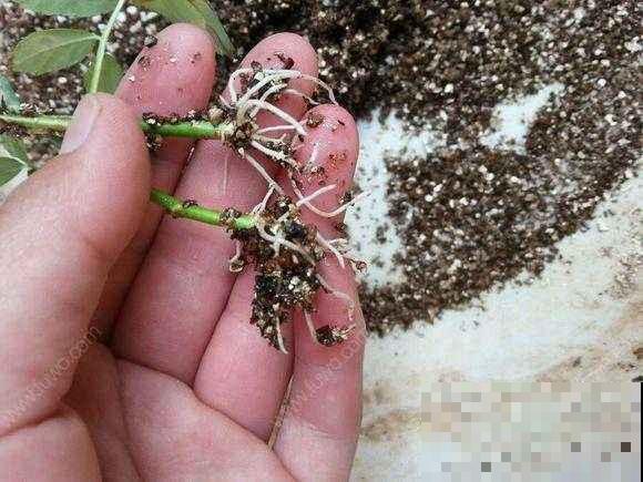 学会这个妙法，下雪天也能随便扦插，几天就扎满茂密的大白根！