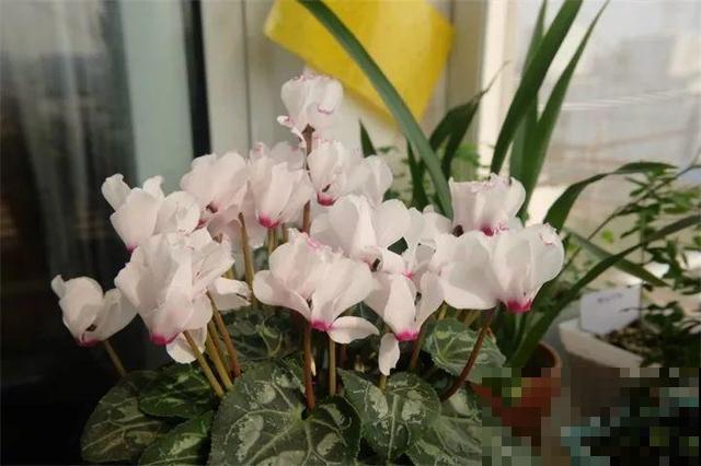 初冬季节，刚买的花可别放这儿养，小心活不过3天！