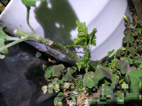 一棵菊花开出十个色，究竟是怎么做到的？原来是它起了大作用！