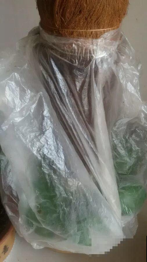 这4种花冬天别折腾，枝条剪错了，小心来年不开花！