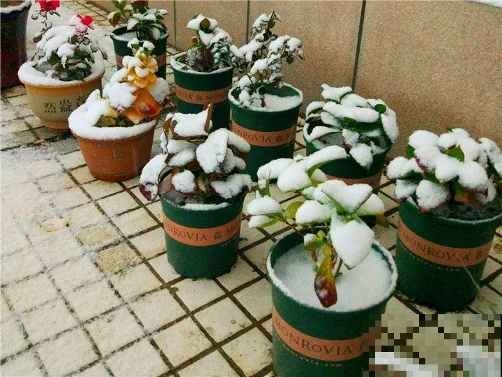 4种花，别着急往屋里搬，放外面冻20天，明年开花才旺！