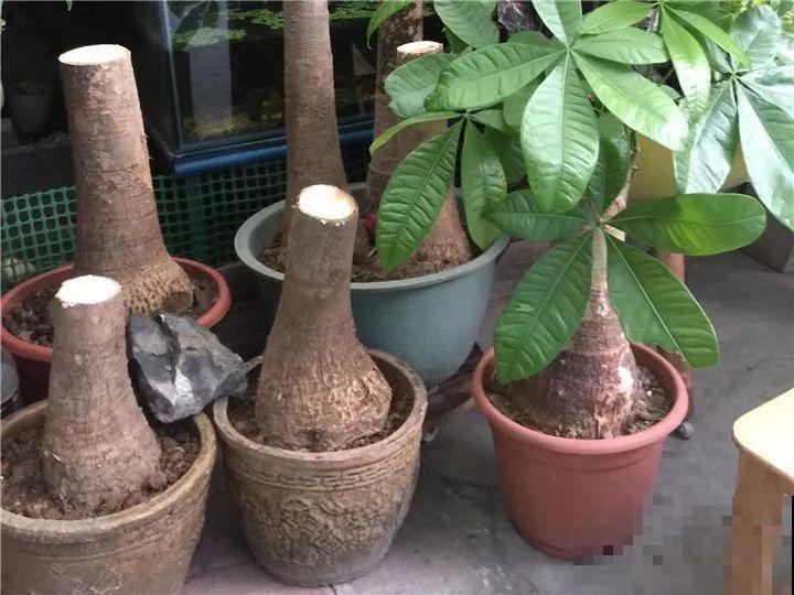 这么贵的花，扔路上随便捡，后悔没带个大麻袋！