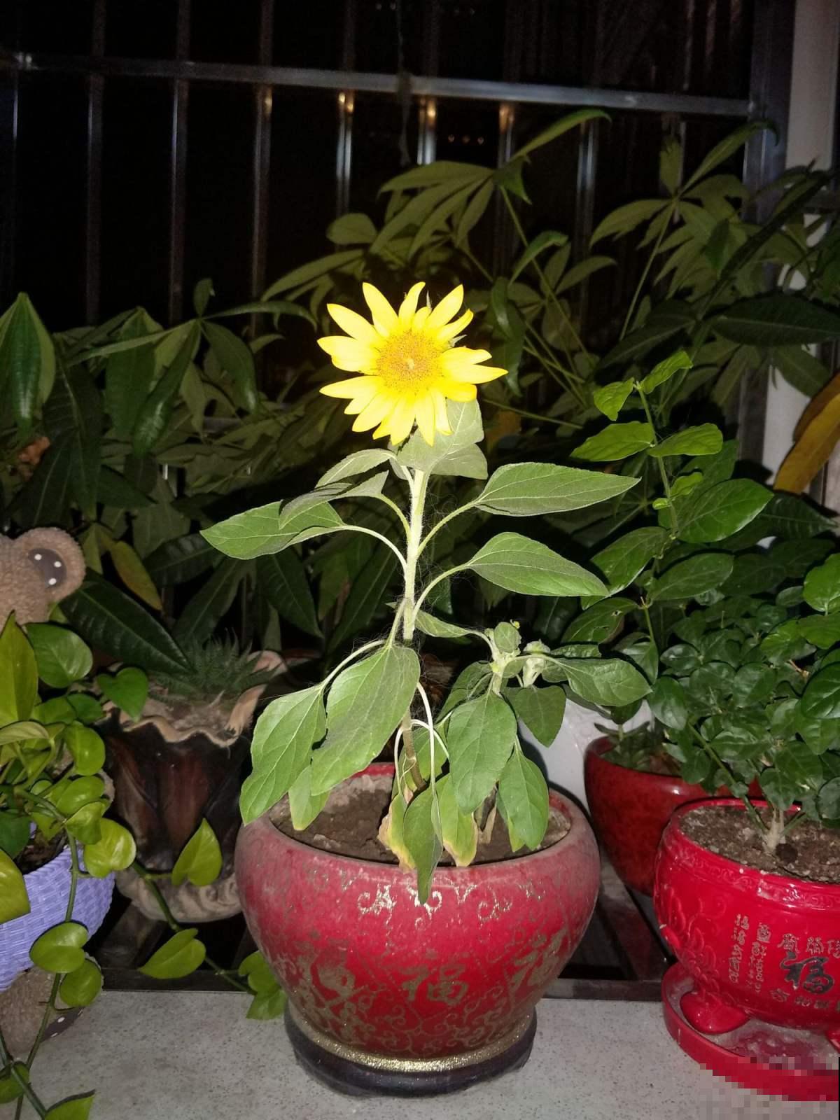 芋头和菊花的结合体你见过吗，很多人听都没听说，太神奇了！